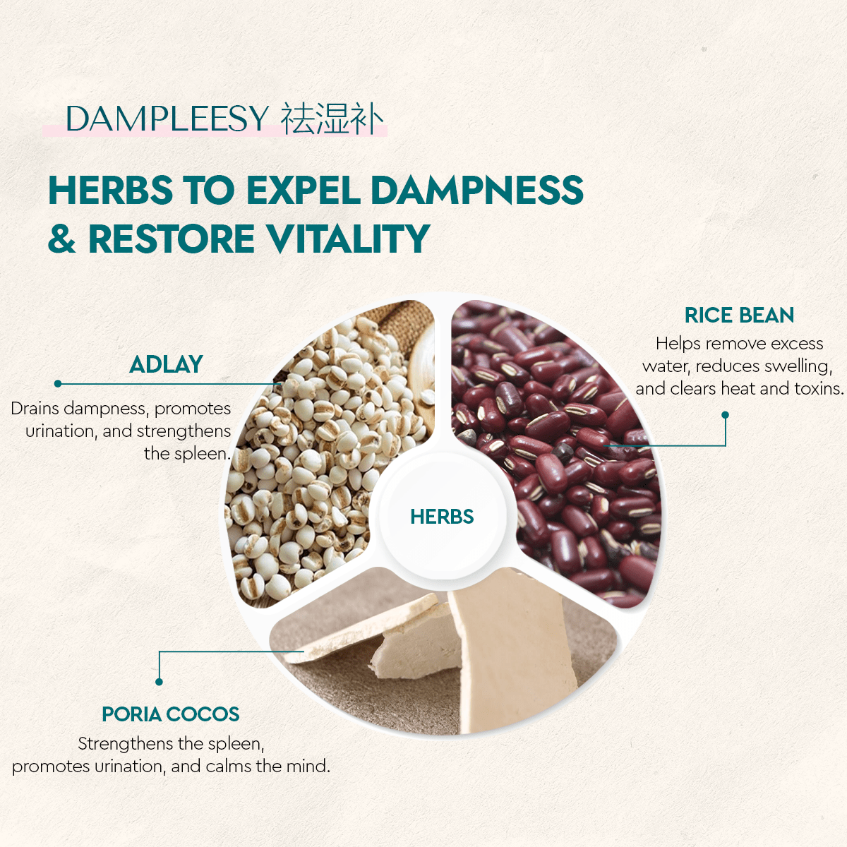 Dampleesy - Food Art Store